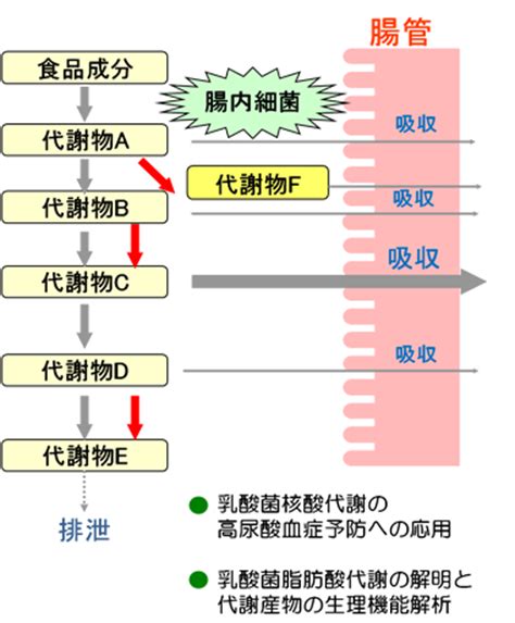 生理作用|生理作用とは？ わかりやすく解説